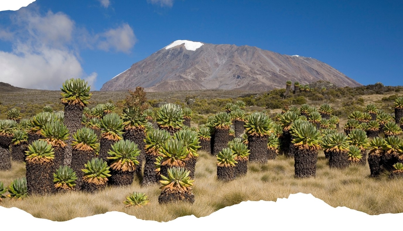 Trekking group on Marangu Route with Kili view